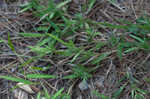 Tapered rosette grass